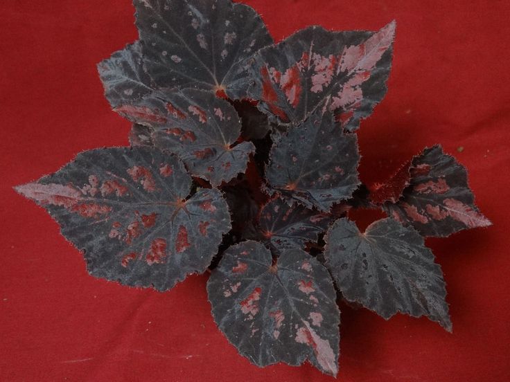 B. ‘Harmony’s Black Beauty’